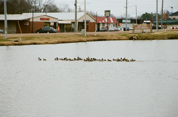 Ducks at Union City Pond
