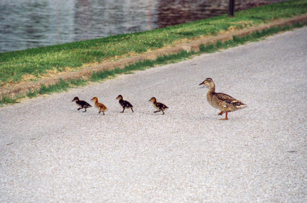Ducks at Union City Pond